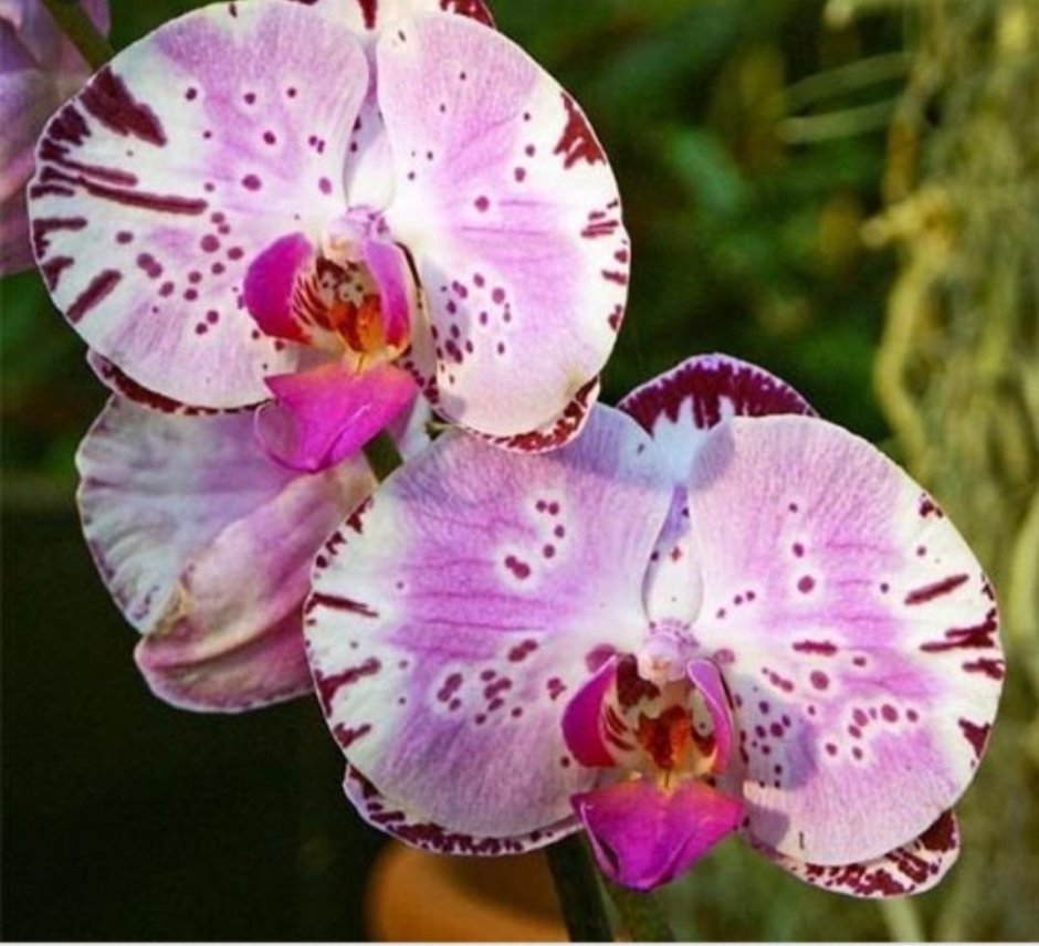Фаленопсис Орхидея Diamond Sky
