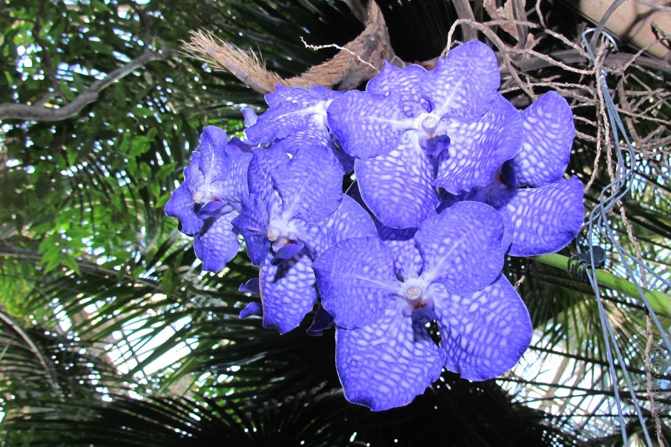 Tropic Picotee Орхидея