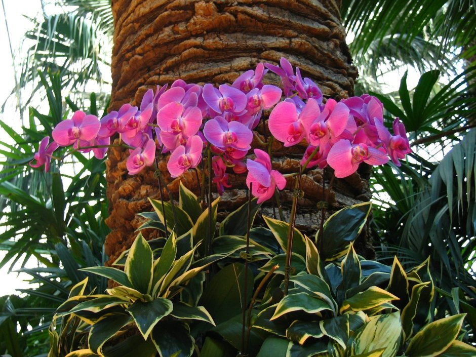 Орхидеи экваториального леса Африки