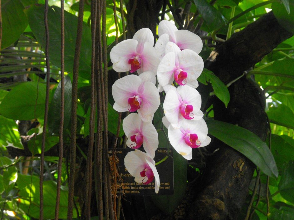Орхидея в тропическом поясе