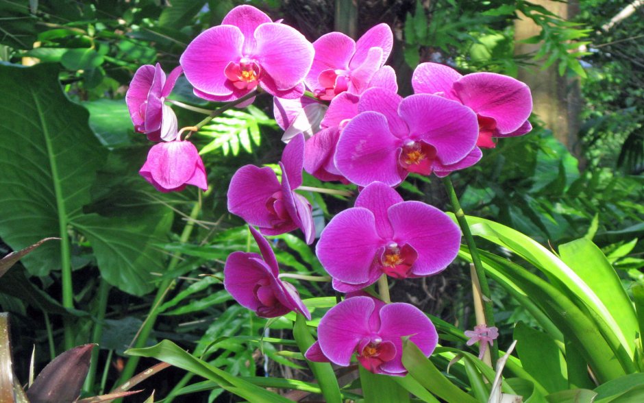 Орхидея Тропикал