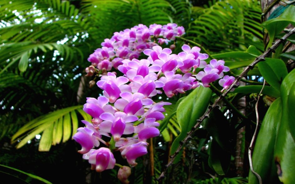 Каттлея эпифитная Орхидея