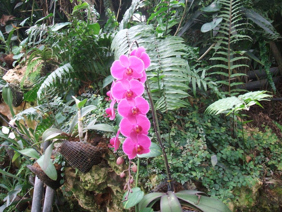 Орхидея в экваториальном лесу