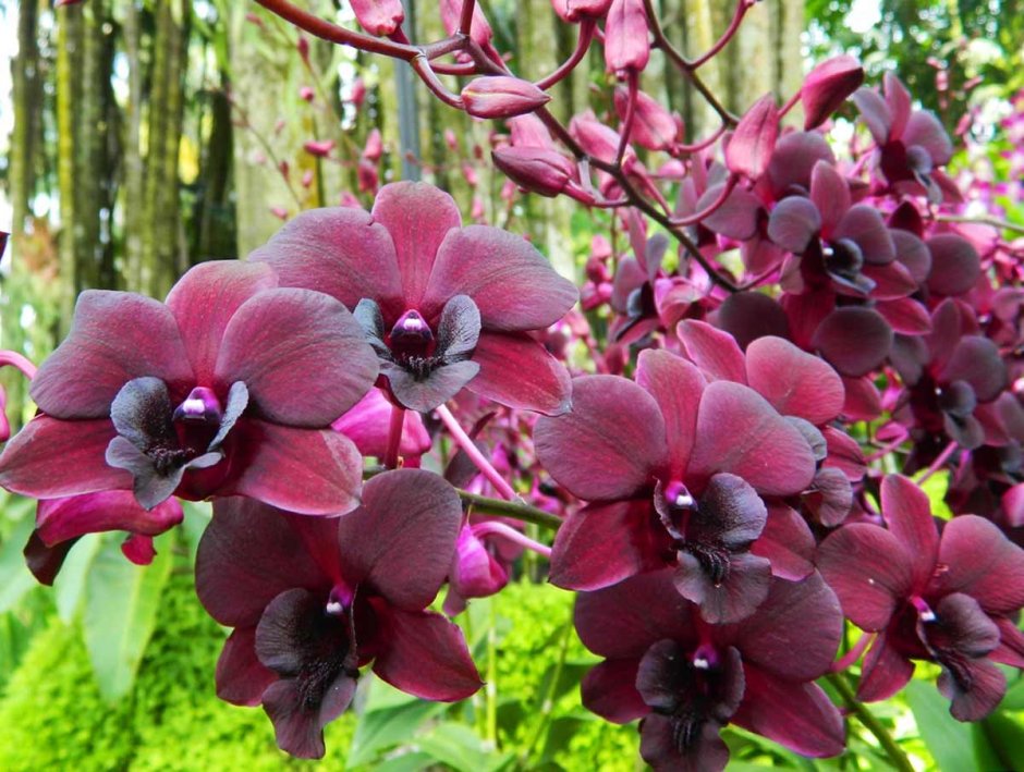 Эпифиты орхидеи фаленопсис