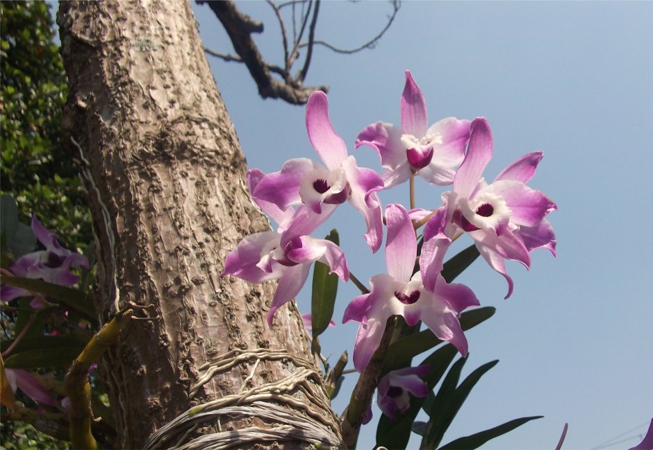 Орхидея фаленопсис Родина