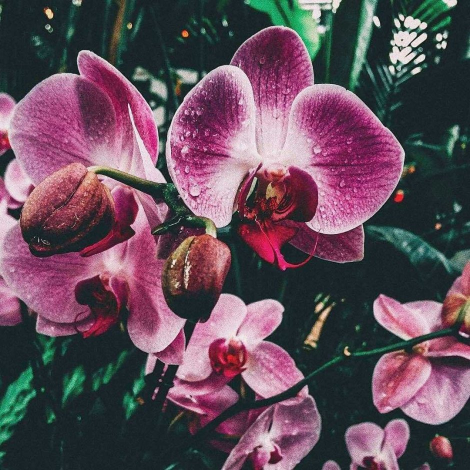 Эпифитные орхидеи фаленопсис