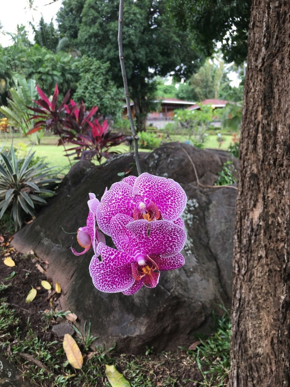 Воздушные корни орхидеи в природе