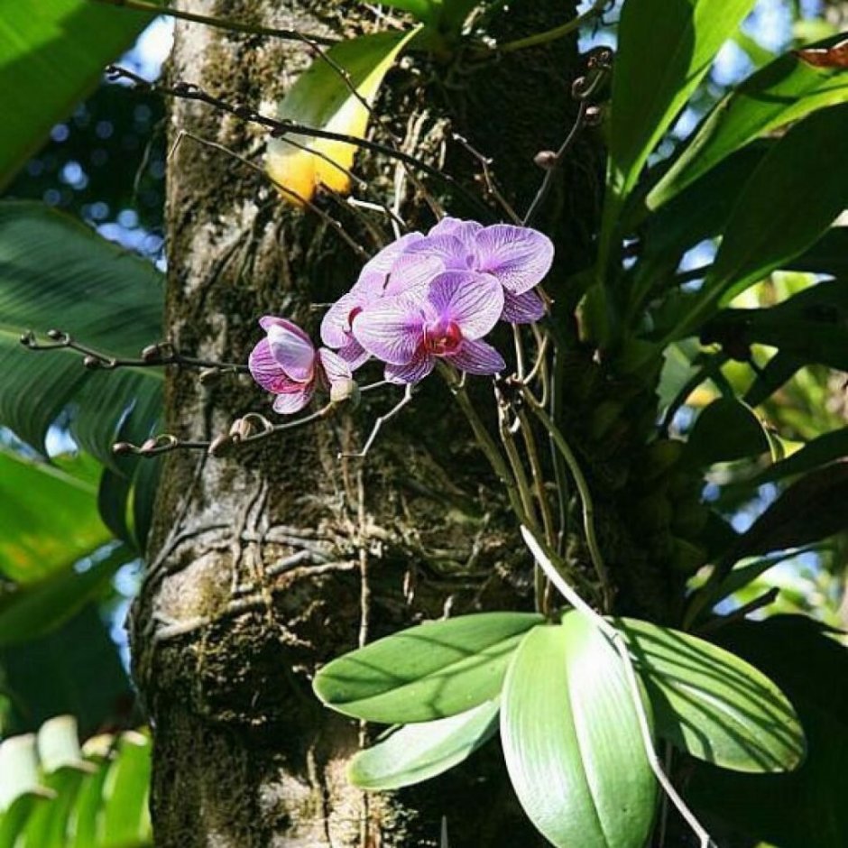 Орхидея Лемонграсс