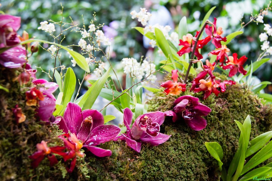 Самурский лес орхидеи