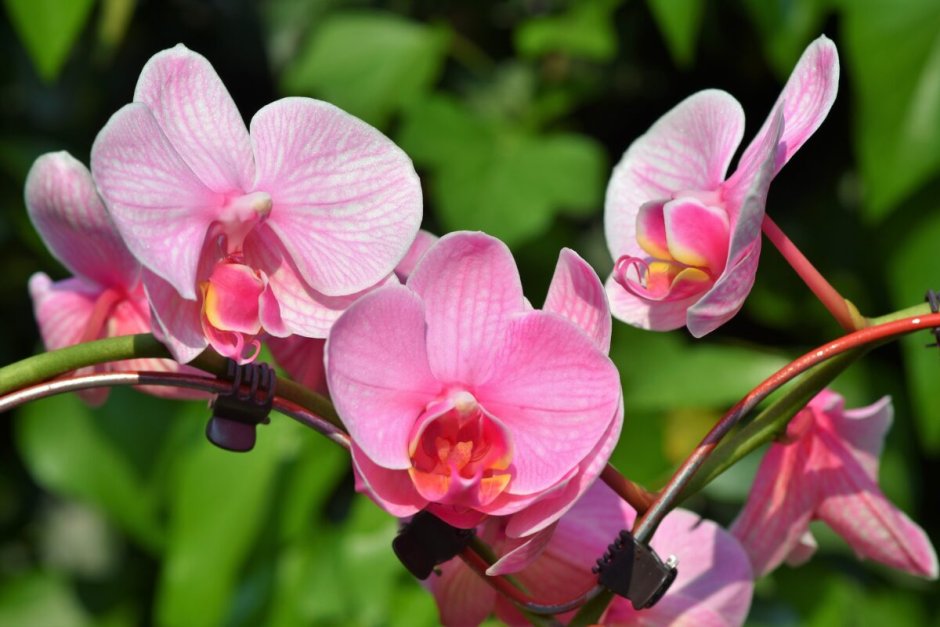 Орхидея остролистная