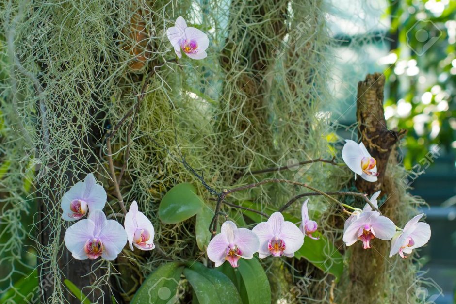 Орхидеи Южной Америки