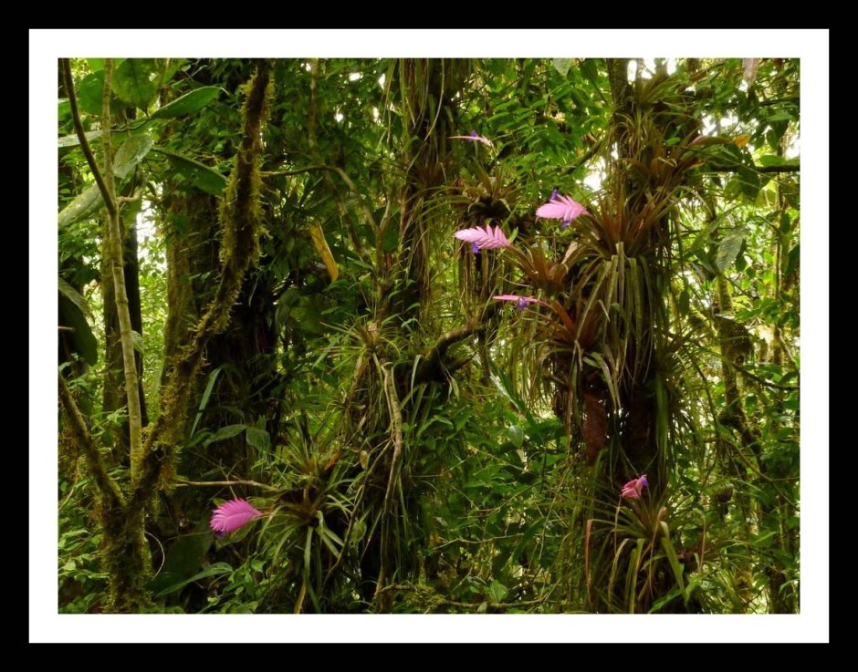 Тропические орхидеи