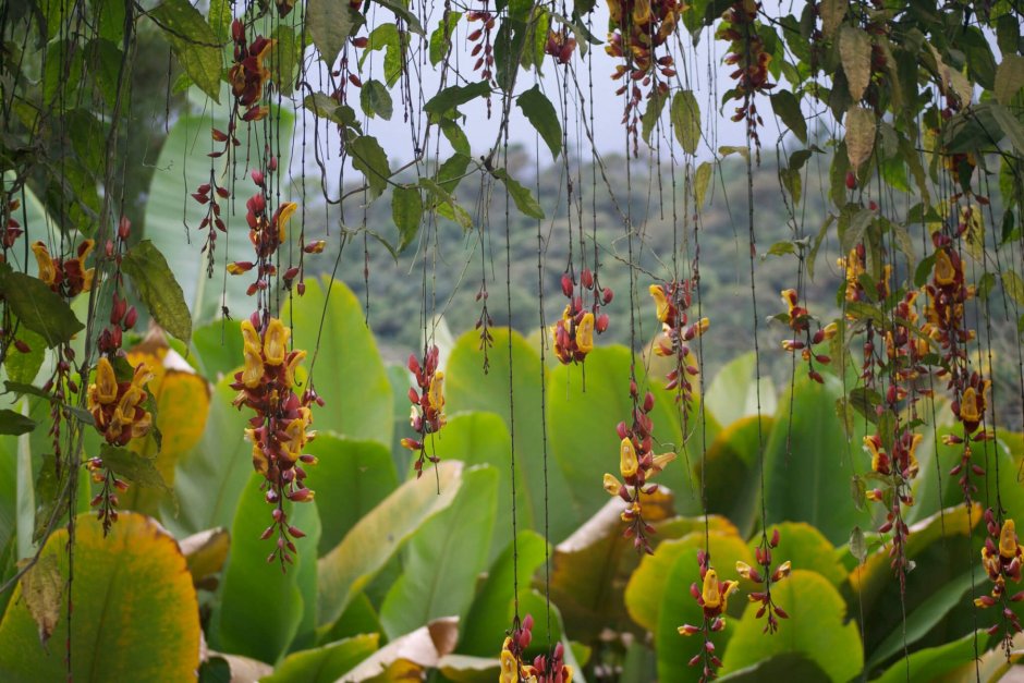 Орхидея Ванда в природе