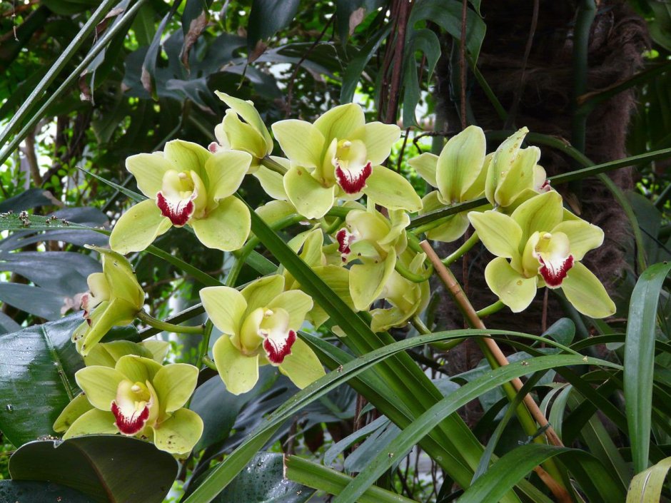 Орхидея в тропическом лесу