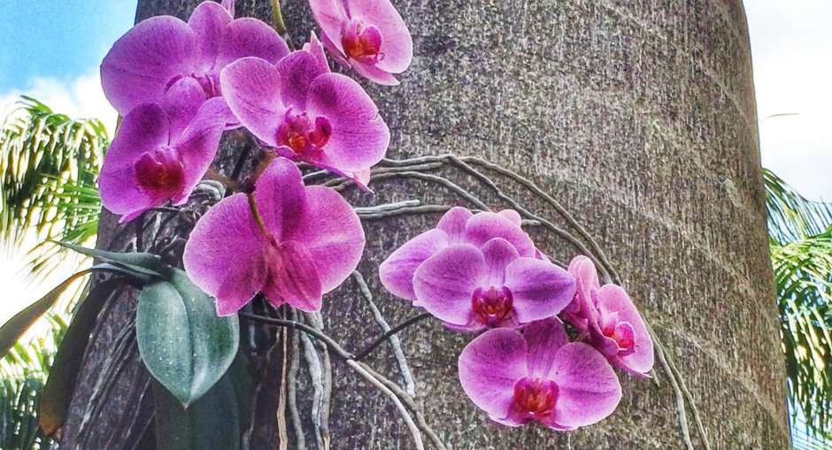 Растения Эпифиты орхидеи