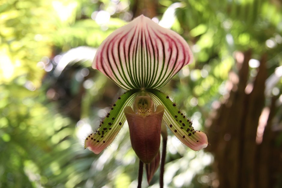 Виды орхидей Индонезии