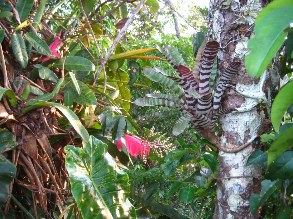 Орхидеи в тропиках