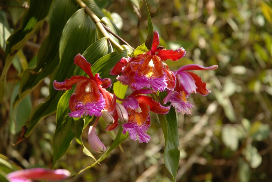 Орхидеи в Танзании