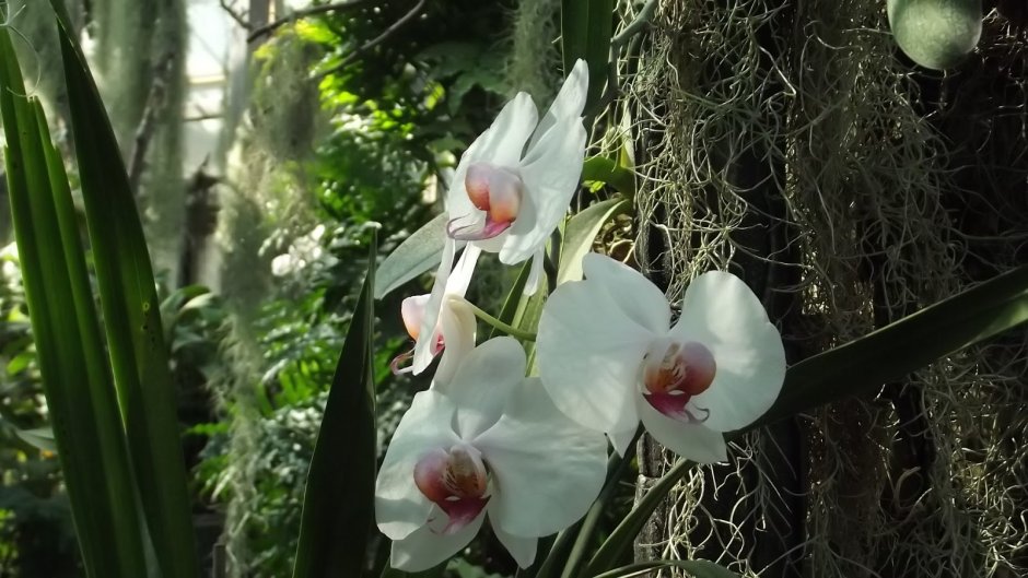 Орхидеи в Танзании