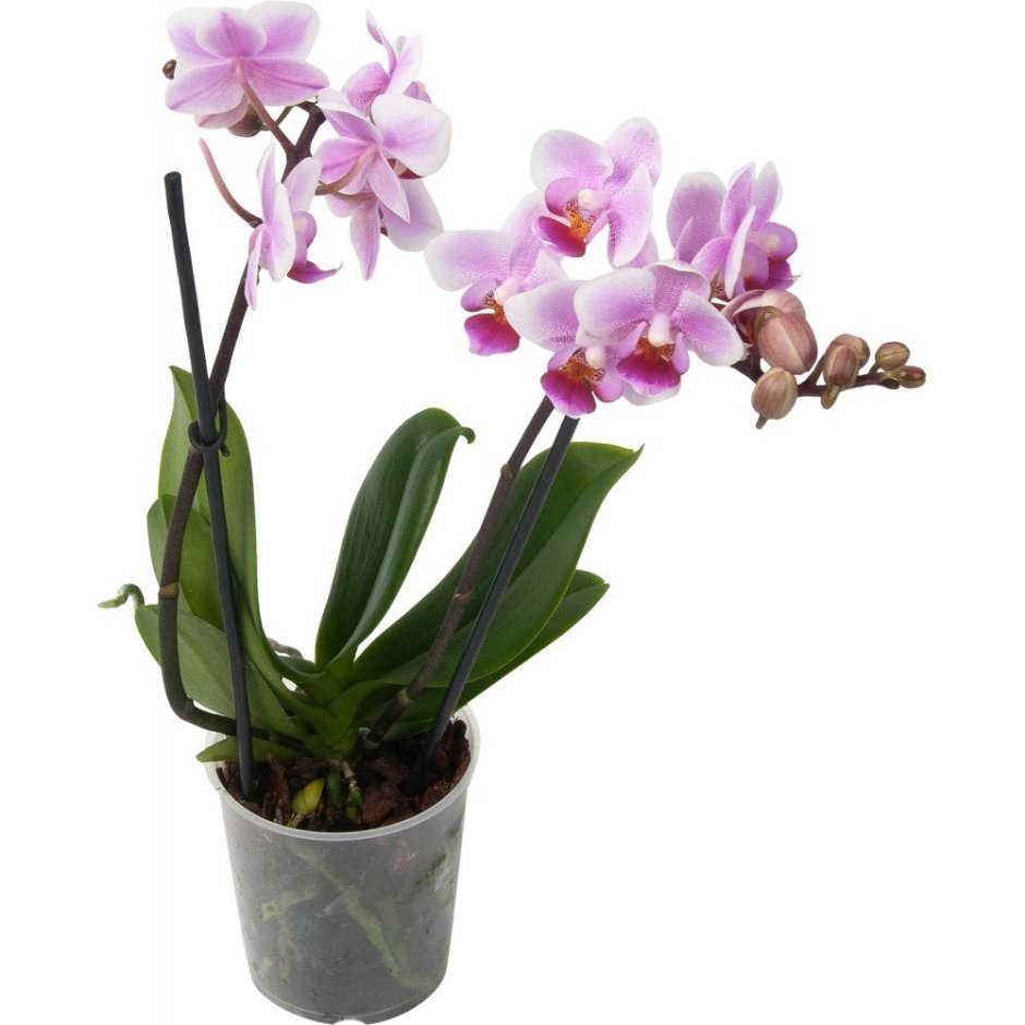 Орхидея фаленопсис супер Экстра микс