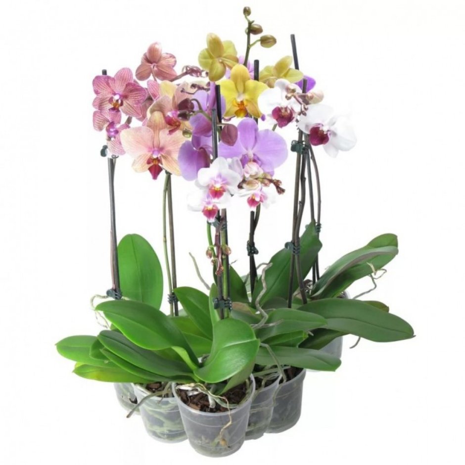 Орхидея с суккулентами