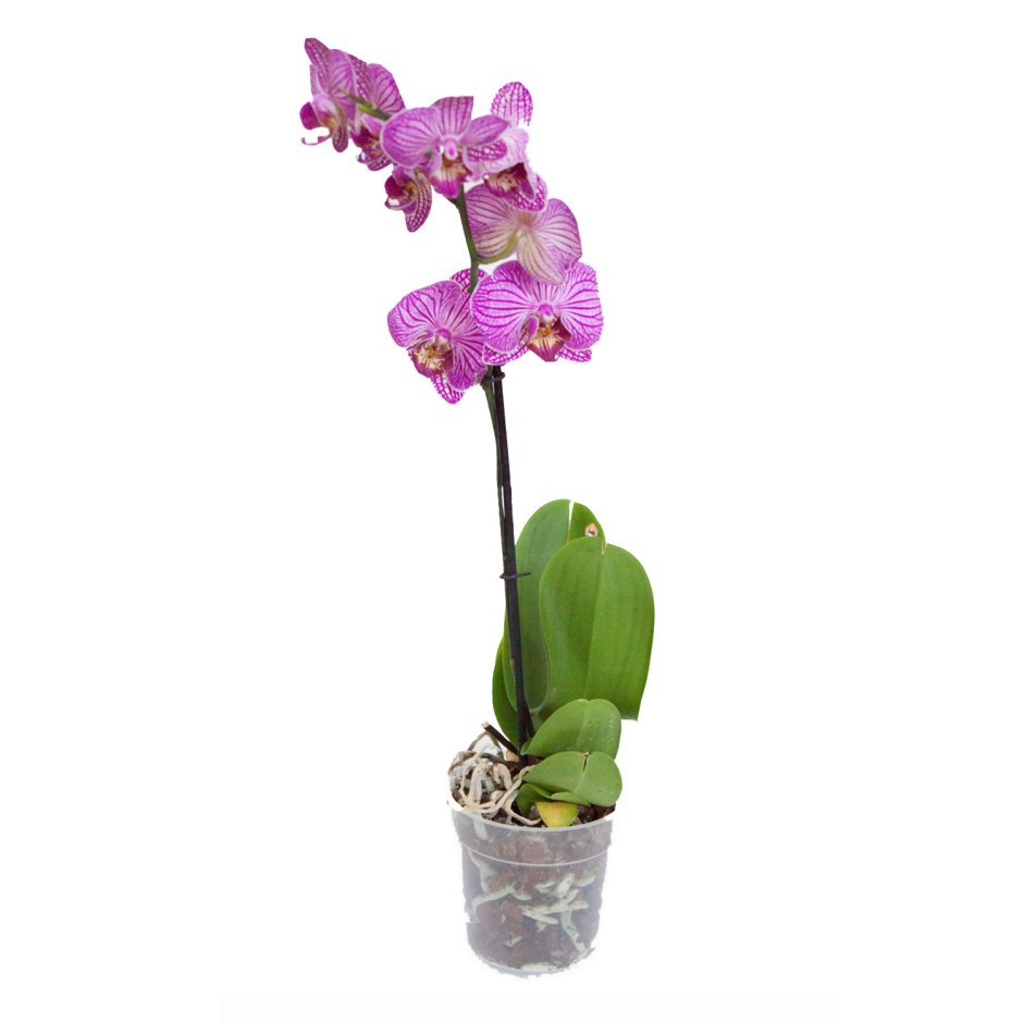 Орхидея фаленопсис Леруа Мерлен