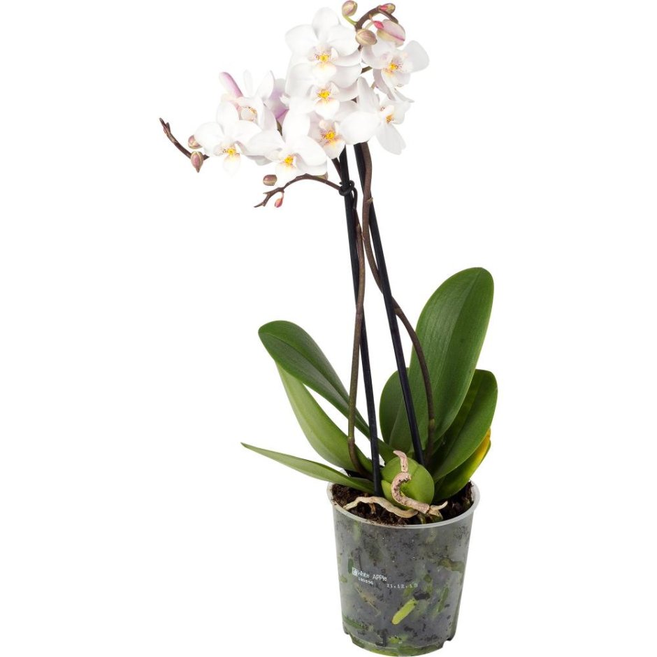 Орхидея STARLILY