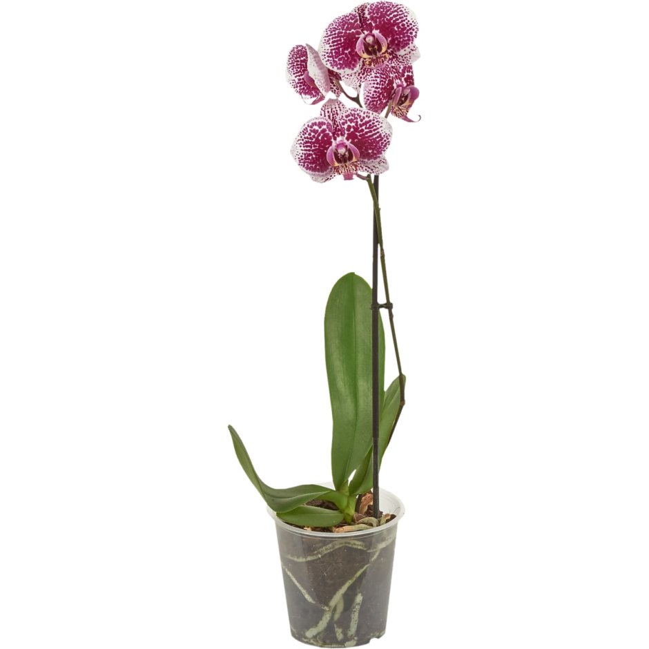 Орхидея эксклюзив микс