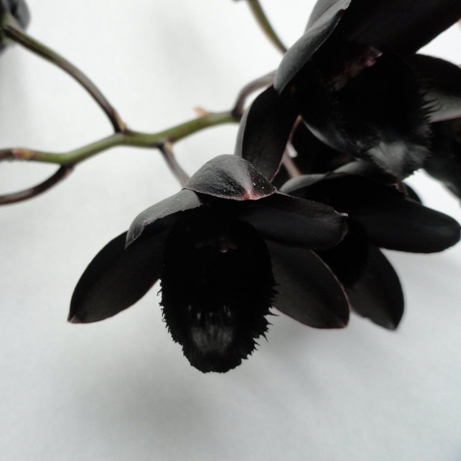 Черная Орхидея живой цветок