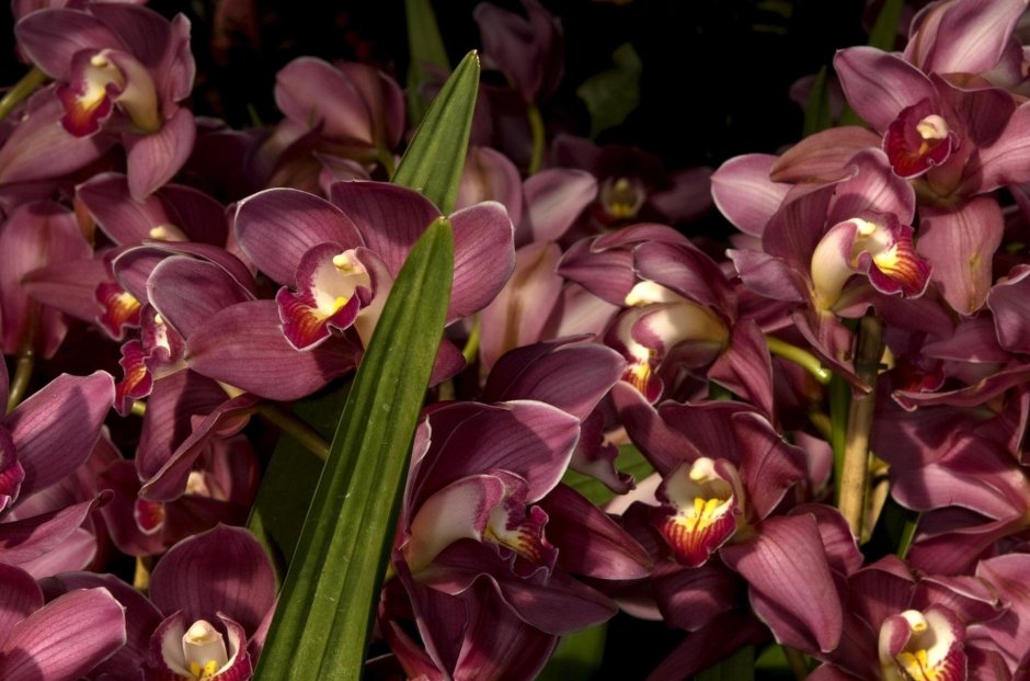 Орхидея Камбрия черная