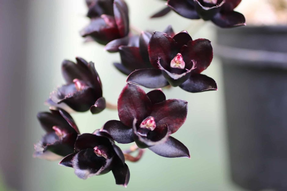 Орхидея Лудизия Танланиана