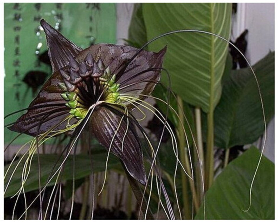 Black Cymbidium Faberi Orchid