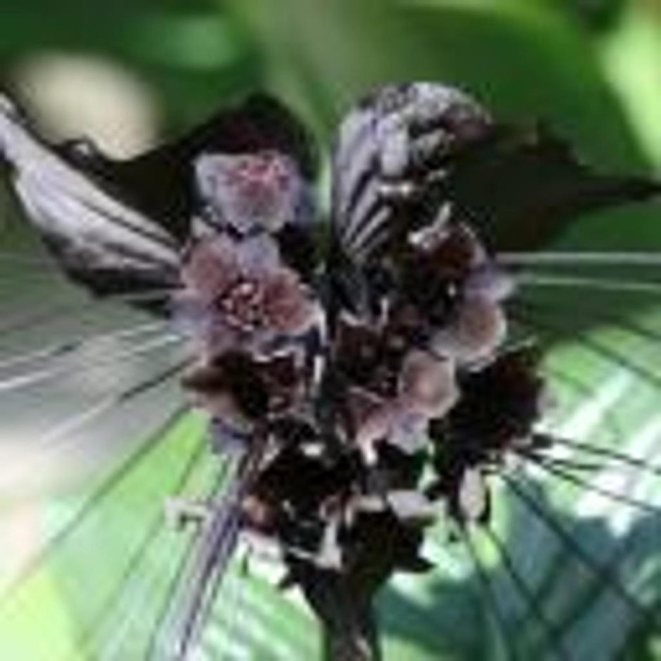 Орхидеи фаленопсис чёрная вдова