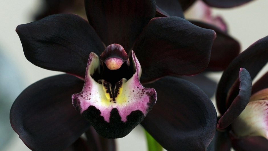 Орхидея Лудизия ред вельвет