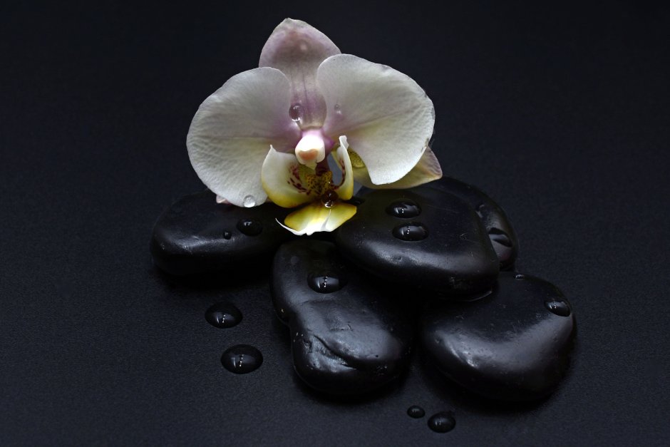 Орхидея черная Жемчужина реальное фото