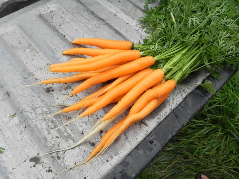 Альтаир морковь