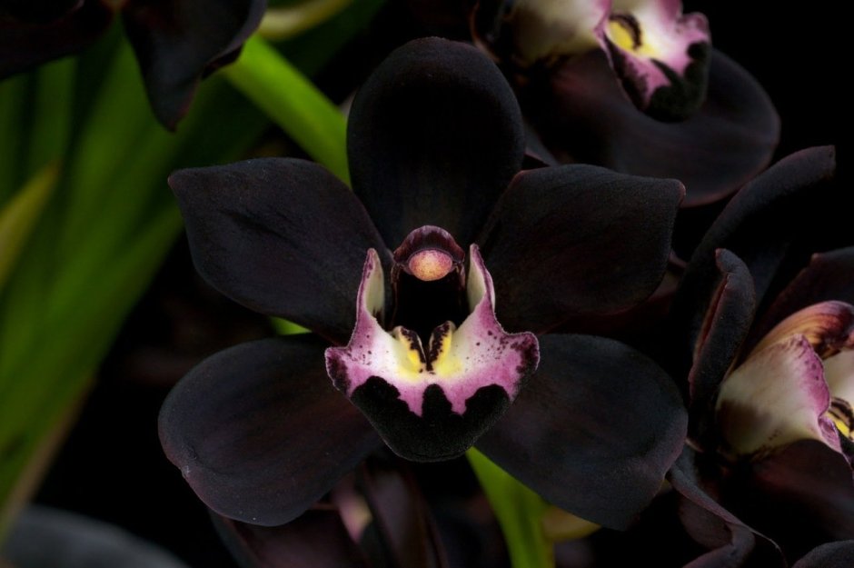 Орхидея Deep Purple фаленопсис