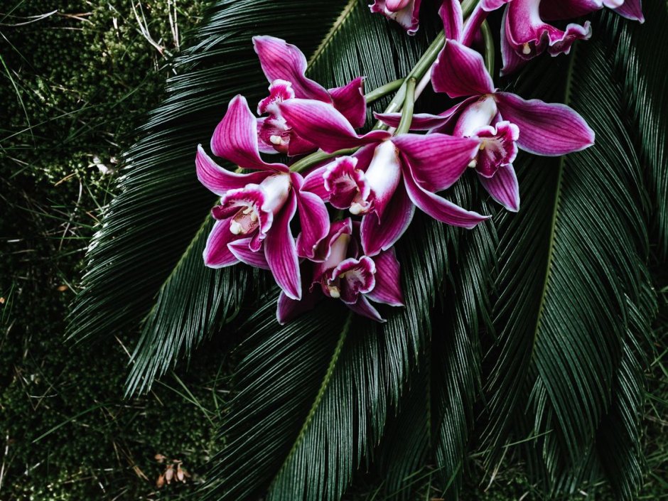 Орхидея с темными листьями
