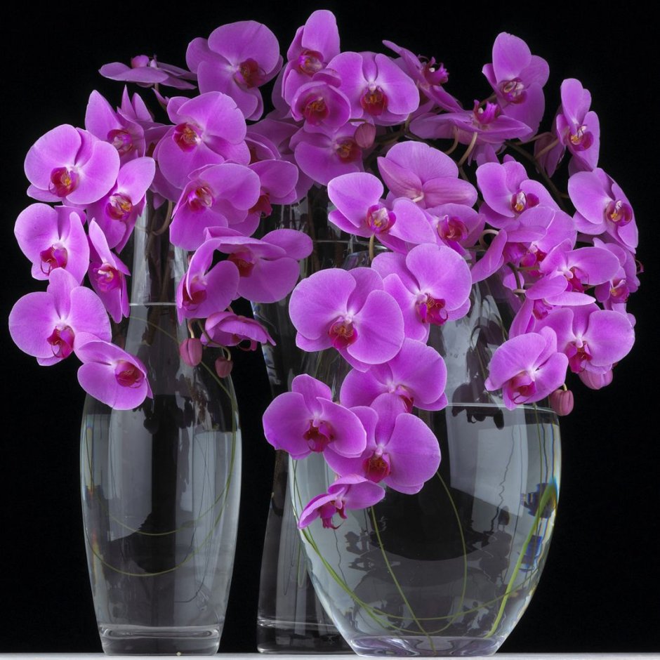 Пурпур Рейн Орхидея