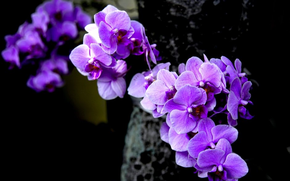 Одонтоглоссум пурпур