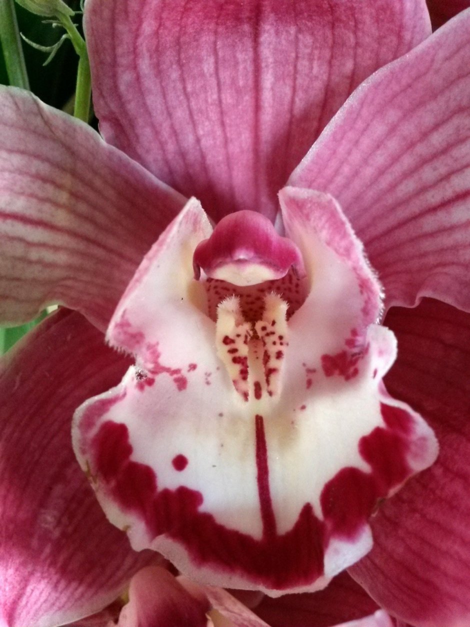 Орхидея фаленопсис Purple Miracle