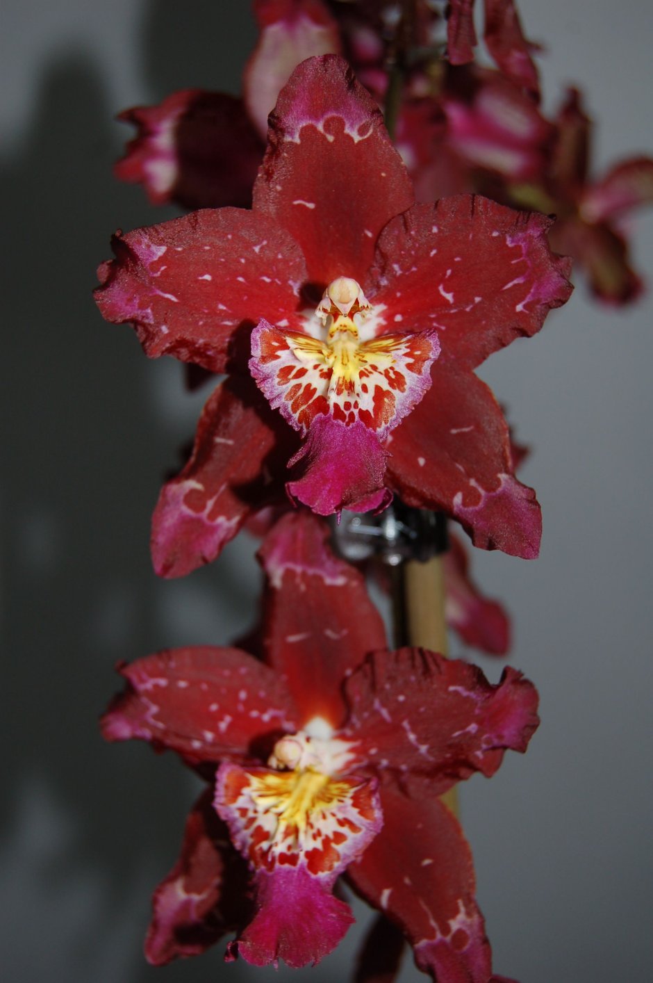 Орхидея Каталина