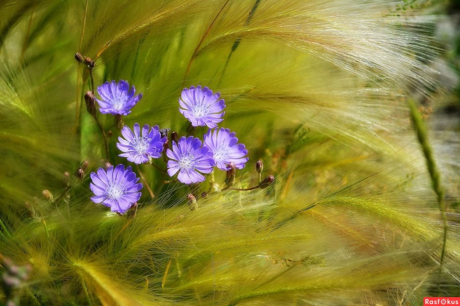 Дикий цикорий (Cichorium