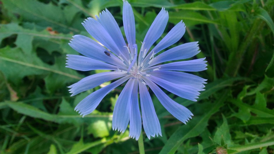 Цикорий голубой Сложноцветные растения