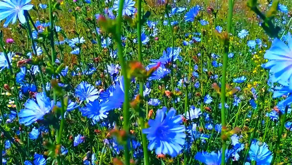 Синие цветы цикорий