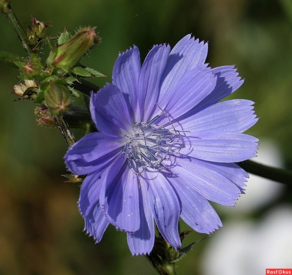 Синие цветы полевые цикорий