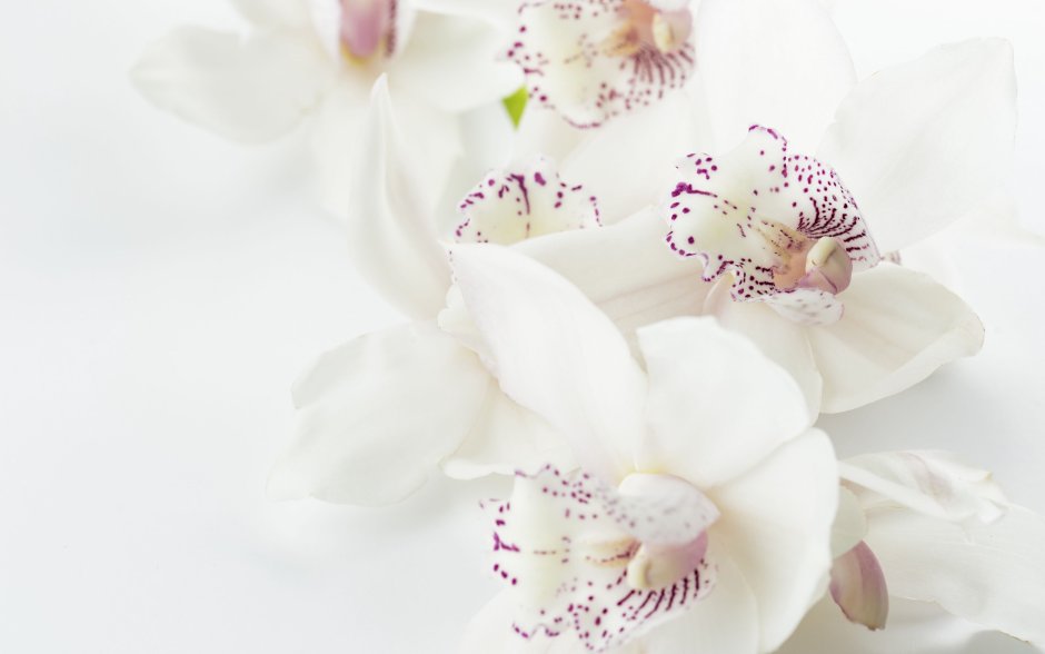 Орхидея белая в розовую крапинку