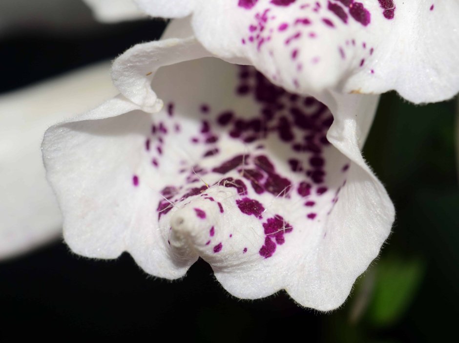 Тигровые орхидеи фаленопсис