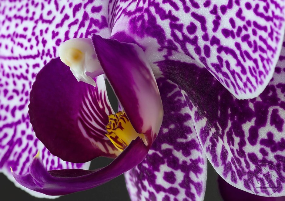 Орхидея фаленопсис Далматин