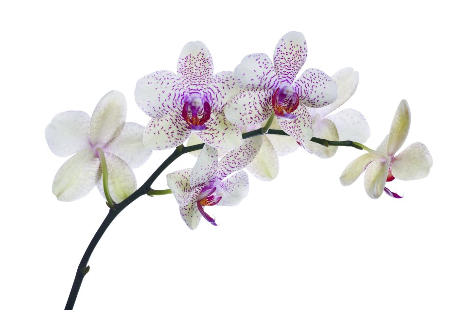 Орхидея Вайт Пинк